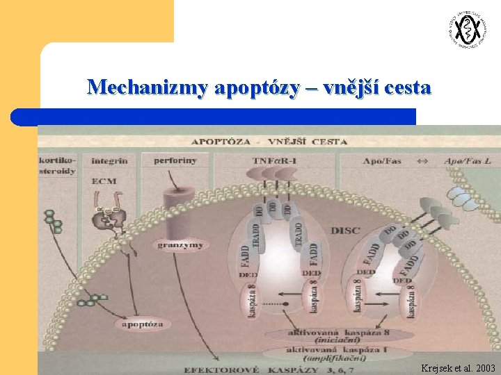 Mechanizmy apoptózy – vnější cesta Krejsek et al. 2003 