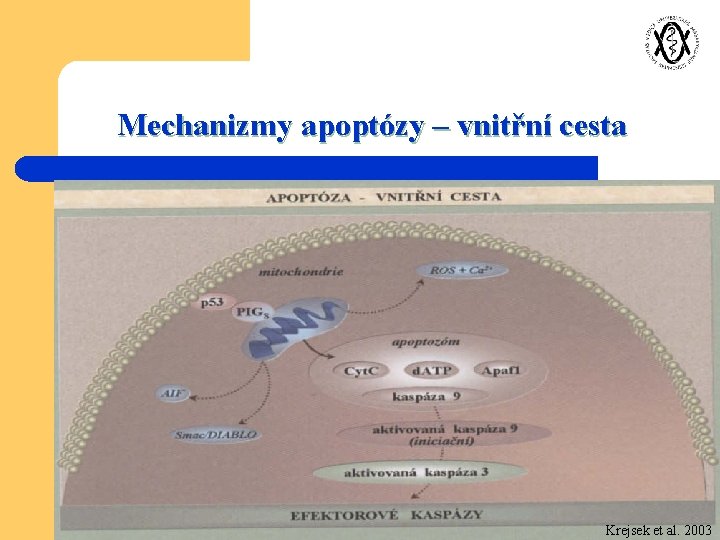 Mechanizmy apoptózy – vnitřní cesta Krejsek et al. 2003 