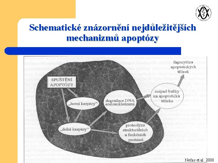 Schematické znázornění nejdůležitějších mechanizmů apoptózy Nečas et al. 2000 