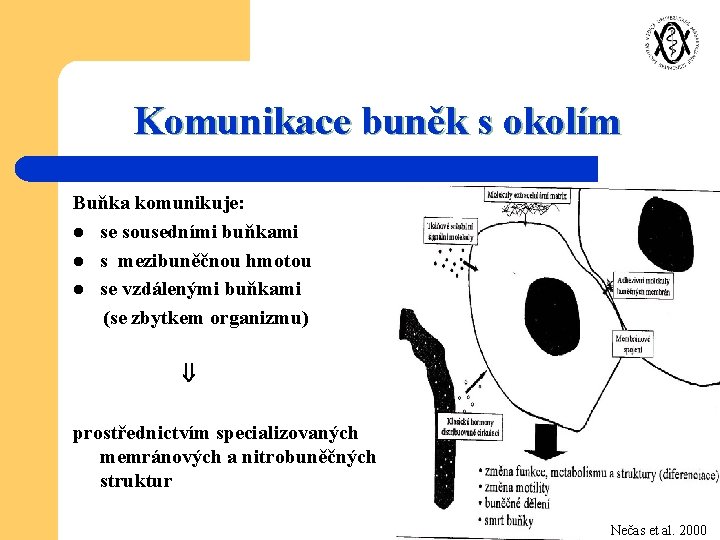 Komunikace buněk s okolím Buňka komunikuje: l se sousedními buňkami l s mezibuněčnou hmotou