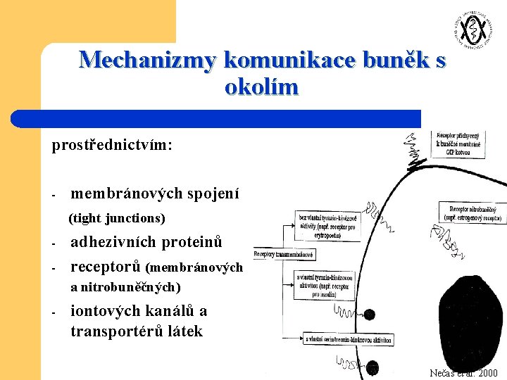 Mechanizmy komunikace buněk s okolím prostřednictvím: - membránových spojení (tight junctions) - adhezivních proteinů