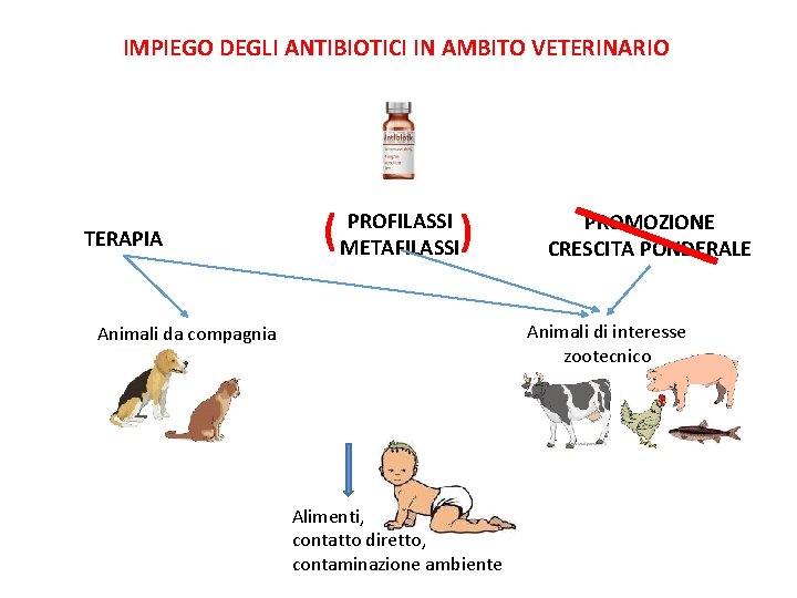 IMPIEGO DEGLI ANTIBIOTICI IN AMBITO VETERINARIO TERAPIA ( ) PROFILASSI METAFILASSI PROMOZIONE CRESCITA PONDERALE