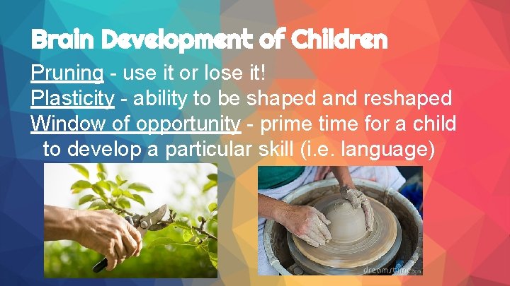 Brain Development of Children Pruning - use it or lose it! Plasticity - ability