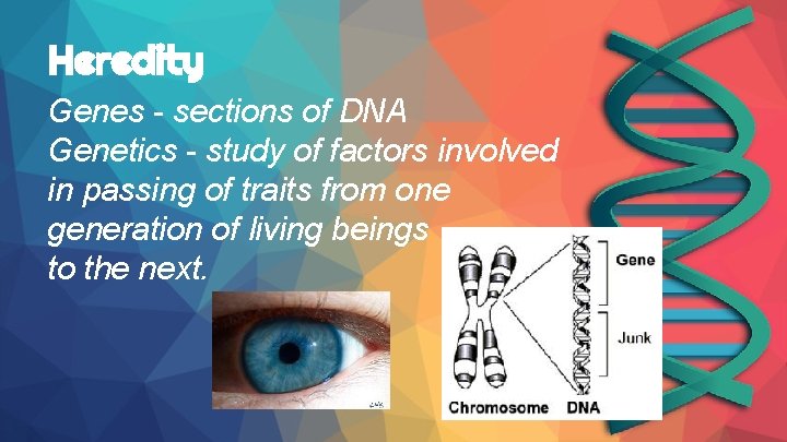 Heredity Genes - sections of DNA Genetics - study of factors involved in passing