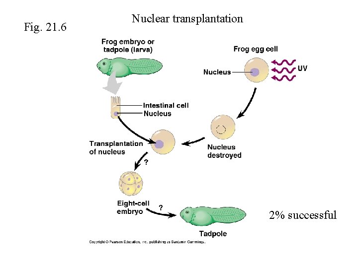 Fig. 21. 6 Nuclear transplantation 2% successful 