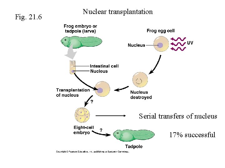 Fig. 21. 6 Nuclear transplantation Serial transfers of nucleus 17% successful 