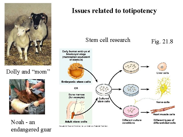Issues related to totipotency Stem cell research Dolly and “mom” Noah - an endangered