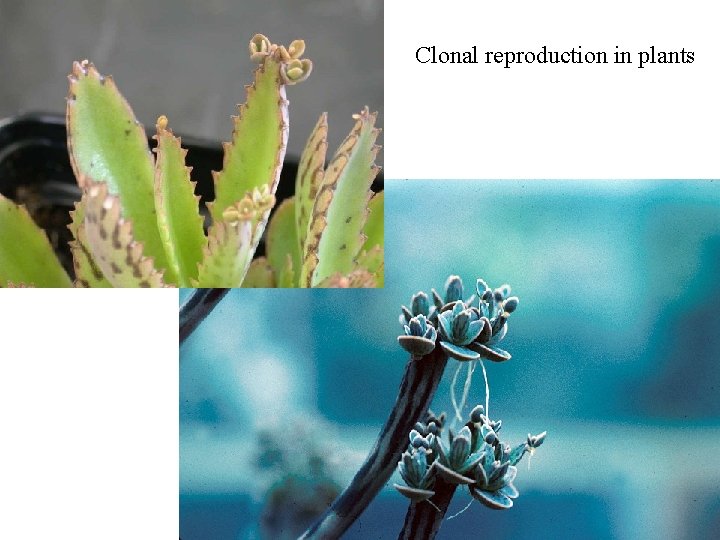 Clonal reproduction in plants 