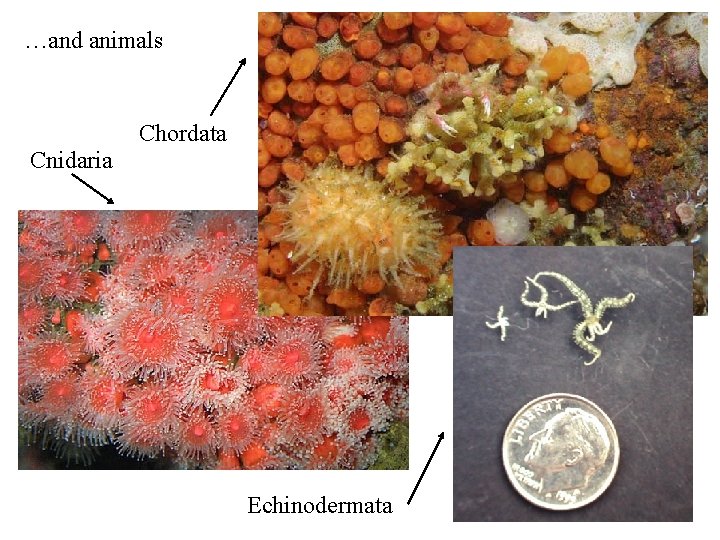 …and animals Chordata Cnidaria Echinodermata 