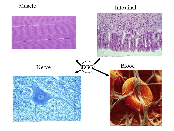 Muscle Intestinal Nerve EGG Blood 