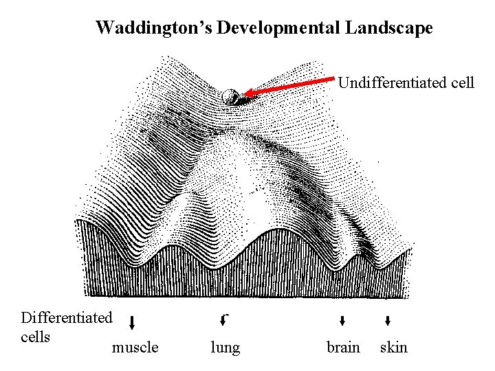 Waddington’s Developmental Landscape Undifferentiated cell Differentiated cells muscle lung brain skin 