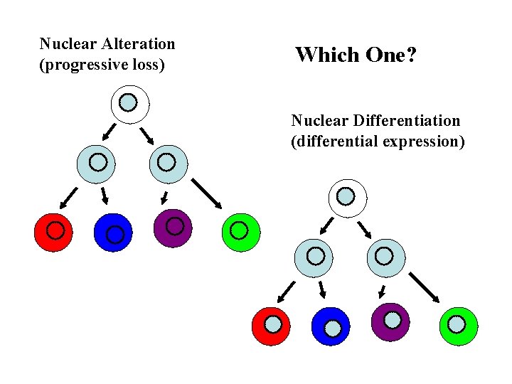 Nuclear Alteration (progressive loss) Which One? Nuclear Differentiation (differential expression) 