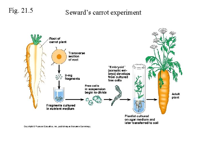 Fig. 21. 5 Seward’s carrot experiment 