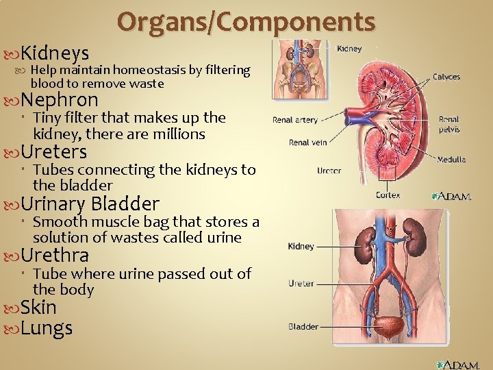 Kidneys Organs/Components Help maintain homeostasis by filtering blood to remove waste Nephron Tiny Kidneys Organs/Components Help maintain homeostasis by filtering blood to remove waste Nephron Tiny