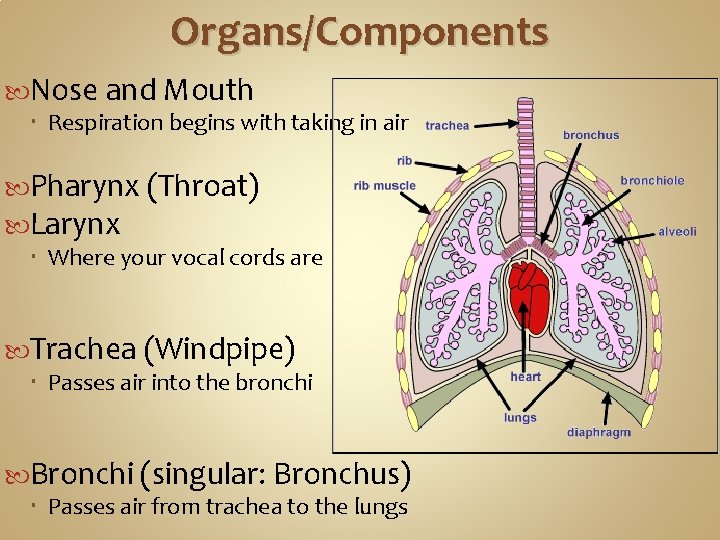 Organs/Components Nose and Mouth Respiration begins with taking in air Pharynx (Throat) Larynx Where Organs/Components Nose and Mouth Respiration begins with taking in air Pharynx (Throat) Larynx Where