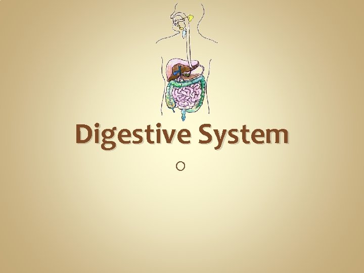 Digestive System O Digestive System O