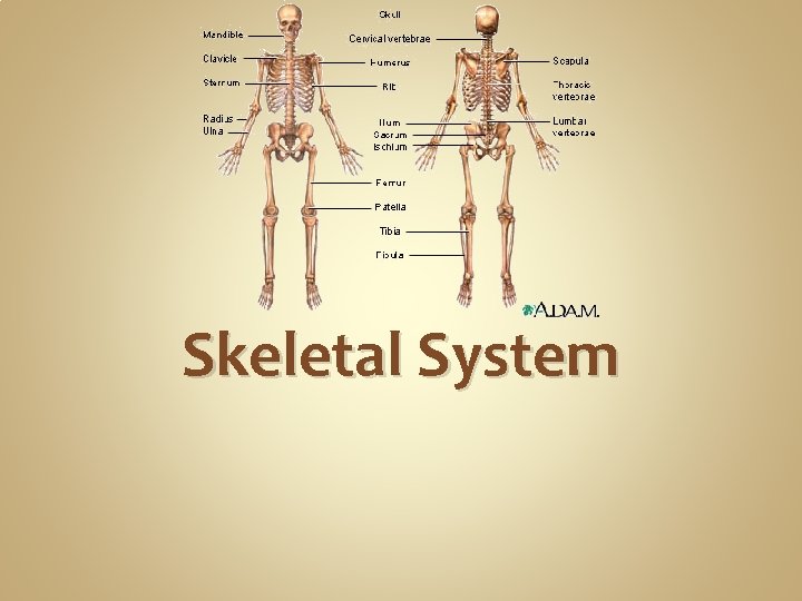 Skeletal System Skeletal System