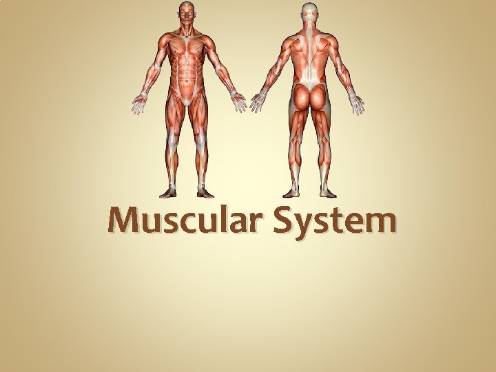 Muscular System Muscular System