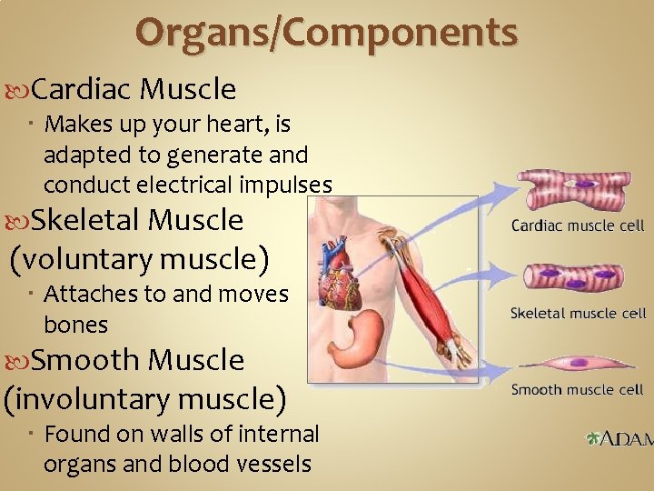 Organs/Components Cardiac Muscle Makes up your heart, is adapted to generate and conduct electrical Organs/Components Cardiac Muscle Makes up your heart, is adapted to generate and conduct electrical