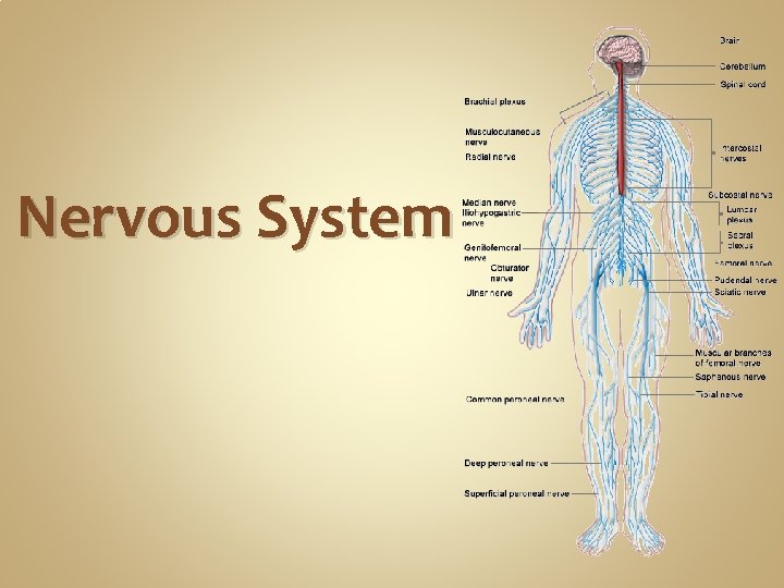 Nervous System Nervous System