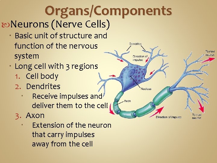 Organs/Components Neurons (Nerve Cells) Basic unit of structure and function of the nervous system Organs/Components Neurons (Nerve Cells) Basic unit of structure and function of the nervous system