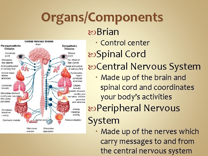 Organs/Components Brian Control center Spinal Cord Central Nervous System Made up of the brain Organs/Components Brian Control center Spinal Cord Central Nervous System Made up of the brain