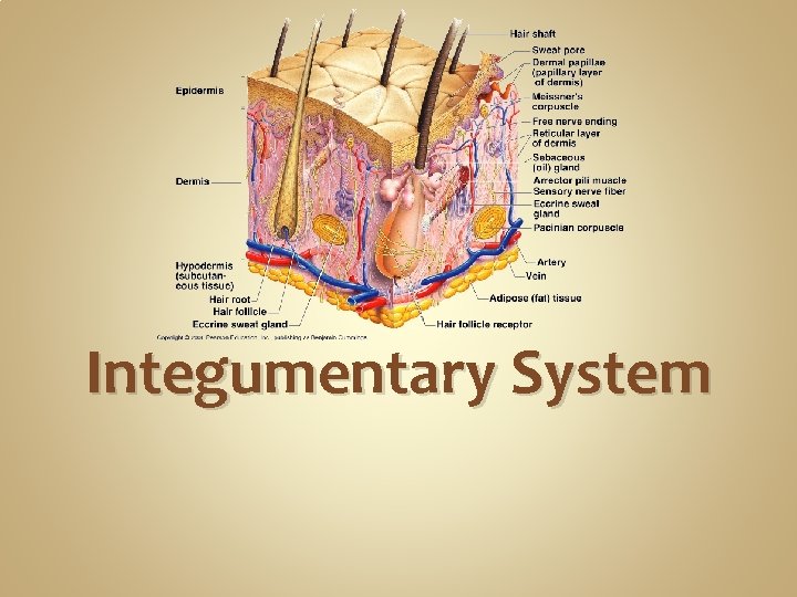 Integumentary System Integumentary System
