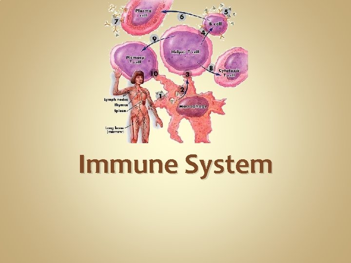 Immune System Immune System
