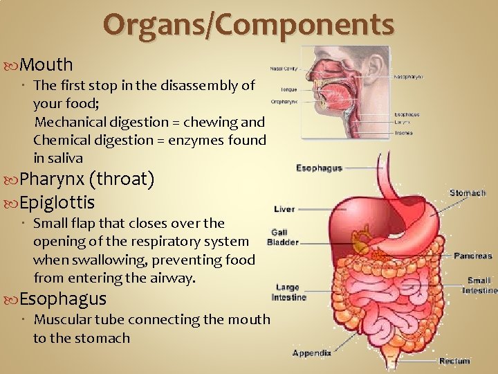 Organs/Components Mouth The first stop in the disassembly of your food; Mechanical digestion = Organs/Components Mouth The first stop in the disassembly of your food; Mechanical digestion =