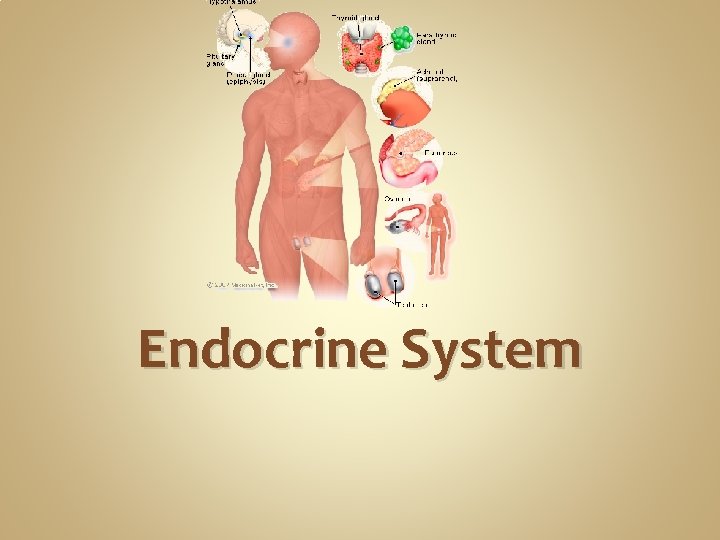 Endocrine System Endocrine System