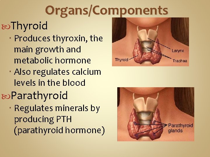 Organs/Components Thyroid Produces thyroxin, the main growth and metabolic hormone Also regulates calcium levels Organs/Components Thyroid Produces thyroxin, the main growth and metabolic hormone Also regulates calcium levels