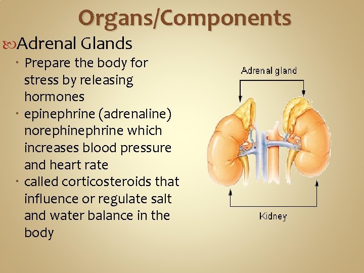 Organs/Components Adrenal Glands Prepare the body for stress by releasing hormones epinephrine (adrenaline) norephinephrine Organs/Components Adrenal Glands Prepare the body for stress by releasing hormones epinephrine (adrenaline) norephinephrine