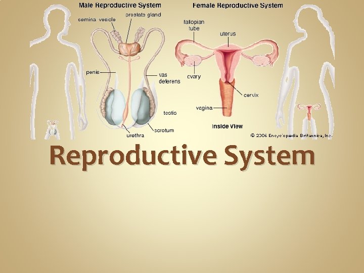 Reproductive System Reproductive System