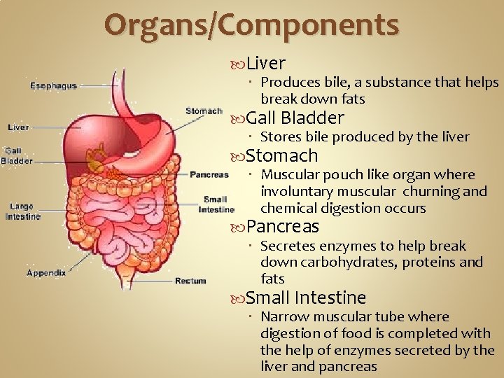 Organs/Components Liver Produces bile, a substance that helps break down fats Gall Bladder Stores Organs/Components Liver Produces bile, a substance that helps break down fats Gall Bladder Stores