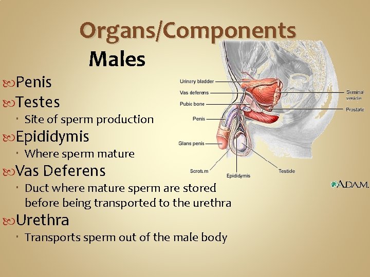 Organs/Components Penis Testes Males Site of sperm production Epididymis Where sperm mature Vas Deferens Organs/Components Penis Testes Males Site of sperm production Epididymis Where sperm mature Vas Deferens