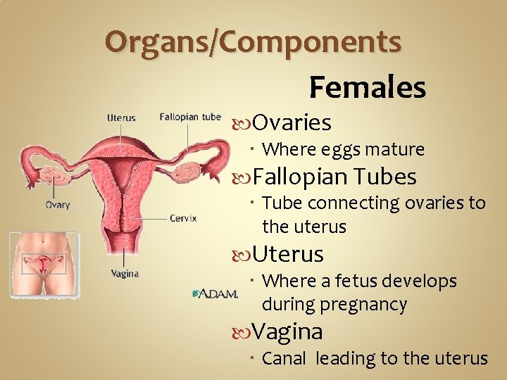 Organs/Components Females Ovaries Where eggs mature Fallopian Tubes Tube connecting ovaries to the uterus Organs/Components Females Ovaries Where eggs mature Fallopian Tubes Tube connecting ovaries to the uterus