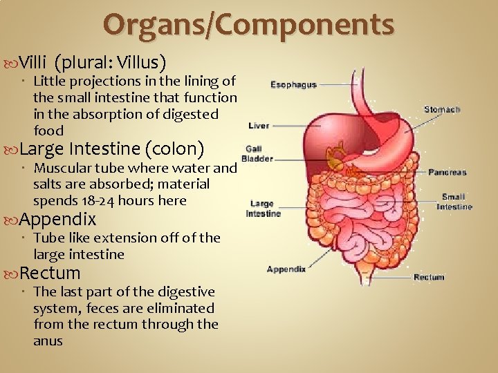 Organs/Components Villi (plural: Villus) Little projections in the lining of the small intestine that Organs/Components Villi (plural: Villus) Little projections in the lining of the small intestine that