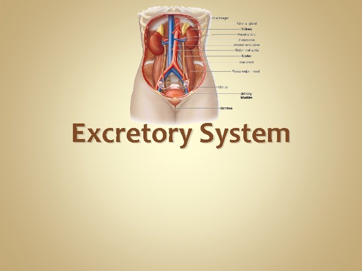 Excretory System Excretory System