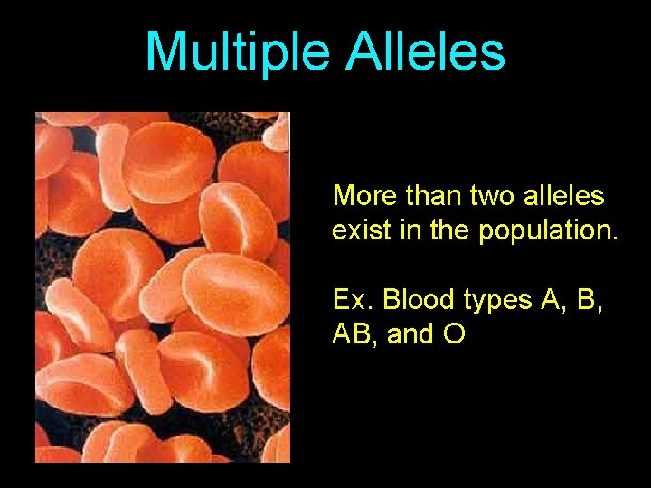 Multiple Alleles More than two alleles exist in the population. Ex. Blood types A,