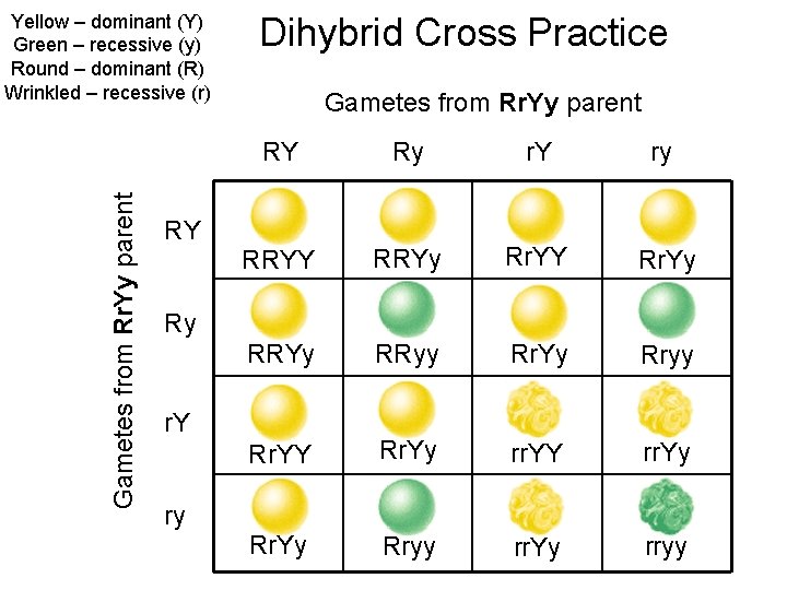 Gametes from Rr. Yy parent Yellow – dominant (Y) Green – recessive (y) Round
