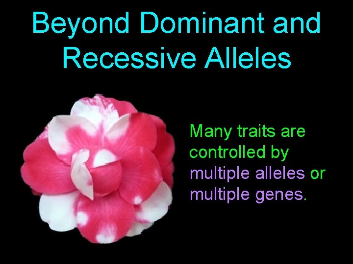Beyond Dominant and Recessive Alleles Many traits are controlled by multiple alleles or multiple