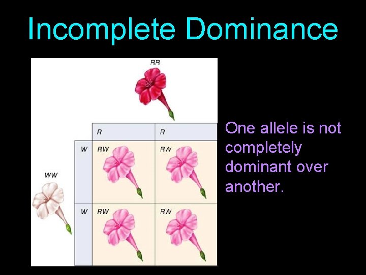 Incomplete Dominance One allele is not completely dominant over another. 