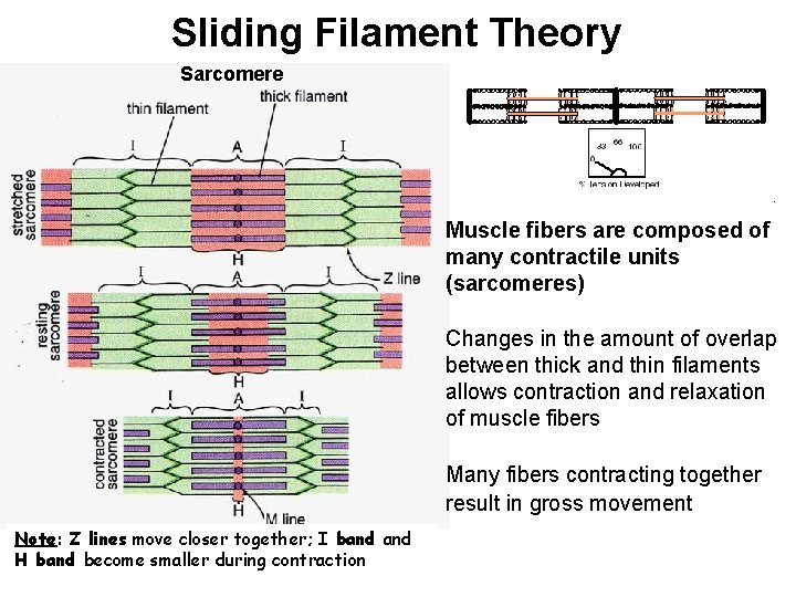 Sliding Filament Theory Sarcomere Muscle fibers are composed of many contractile units (sarcomeres) Changes