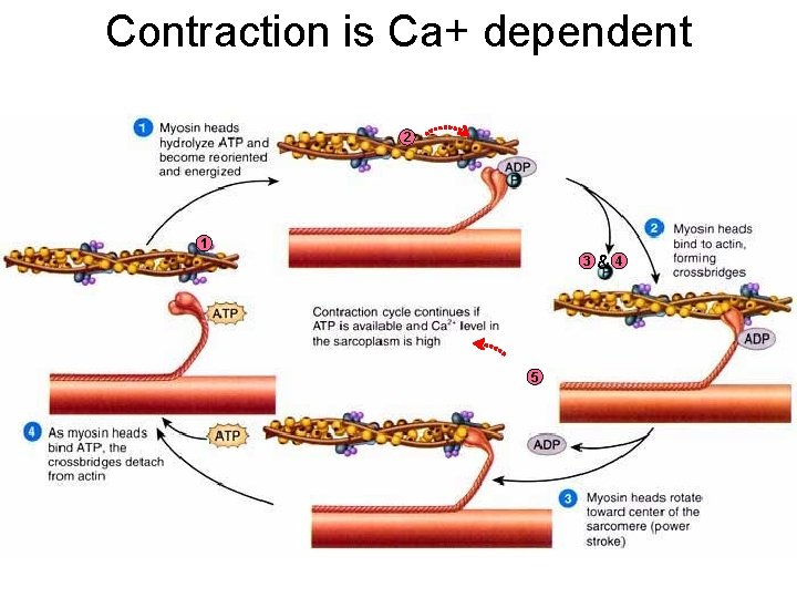 Contraction is Ca+ dependent 2 1 3 5 &4 