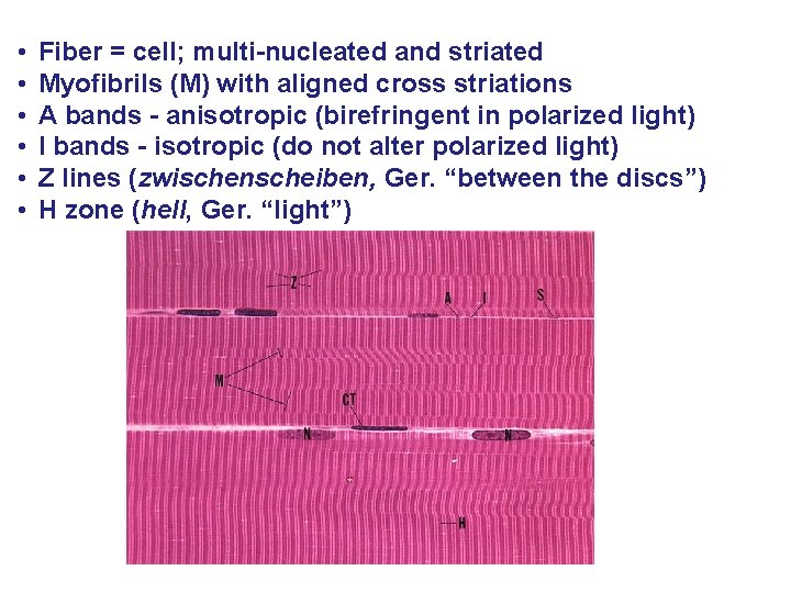  • • • Fiber = cell; multi-nucleated and striated Myofibrils (M) with aligned