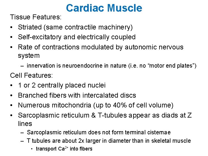 Cardiac Muscle Tissue Features: • Striated (same contractile machinery) • Self-excitatory and electrically coupled