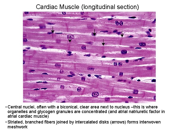 Cardiac Muscle (longitudinal section) • Central nuclei, often with a biconical, clear area next