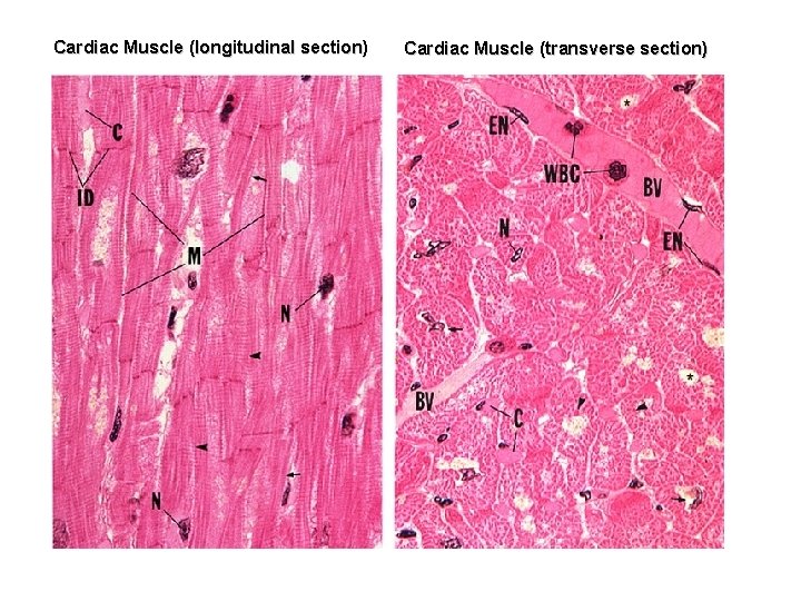 Cardiac Muscle (longitudinal section) Cardiac Muscle (transverse section) 