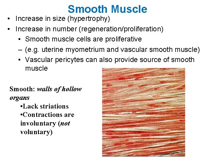 Smooth Muscle • Increase in size (hypertrophy) • Increase in number (regeneration/proliferation) • Smooth