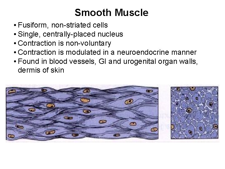 Smooth Muscle • Fusiform, non-striated cells • Single, centrally-placed nucleus • Contraction is non-voluntary